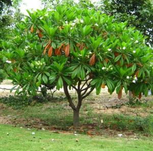 jual pohon bintaro Martapura