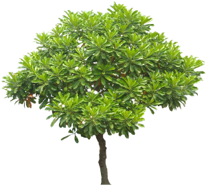 pohon bintaro Tegal