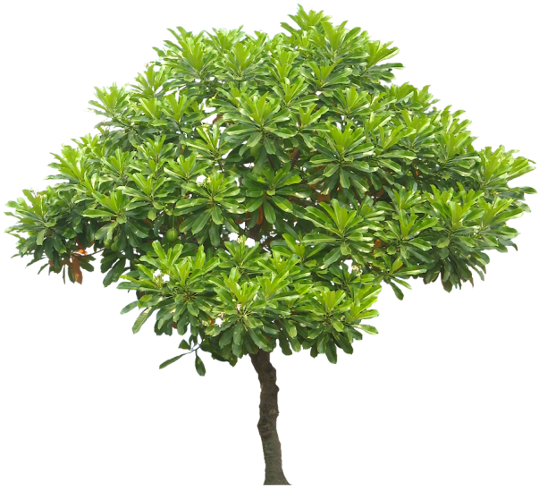 pohon bintaro Sampit