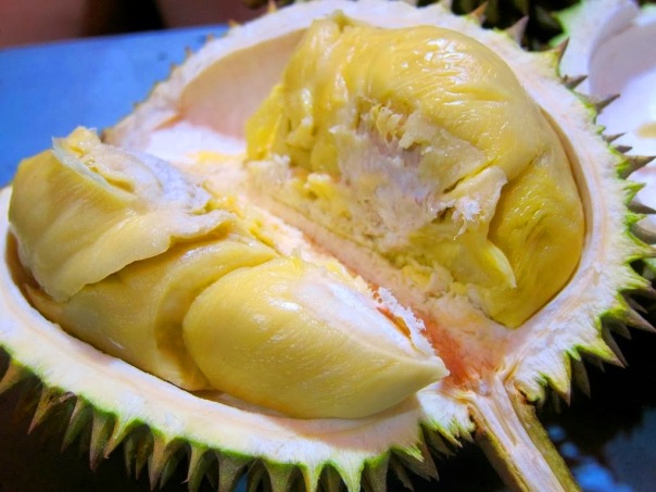 jual bibit durian di Bengkulu