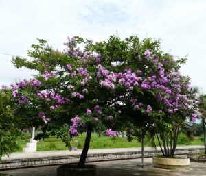 jual pohon bungur di Gorontalo