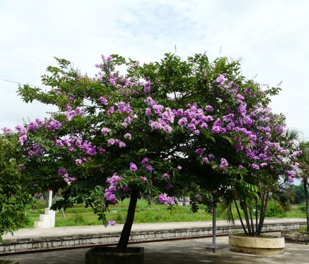 jual pohon bungur di Sorong