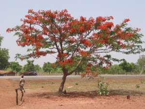 pohon flamboyan Banda Aceh