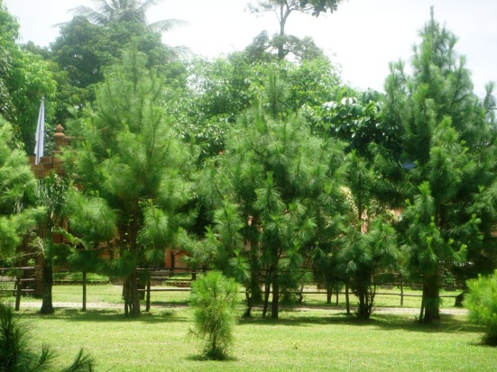 jual pohon cemara udang Mataram