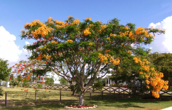 jual pohon flamboyan di Banjar