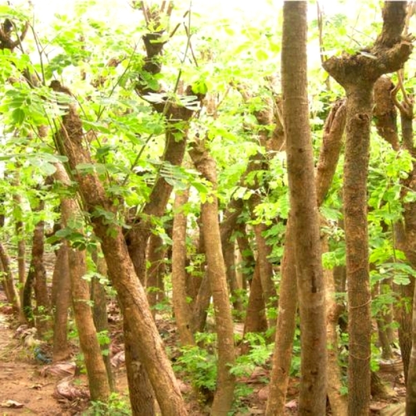 jual-pohon-trembesi-Bangli