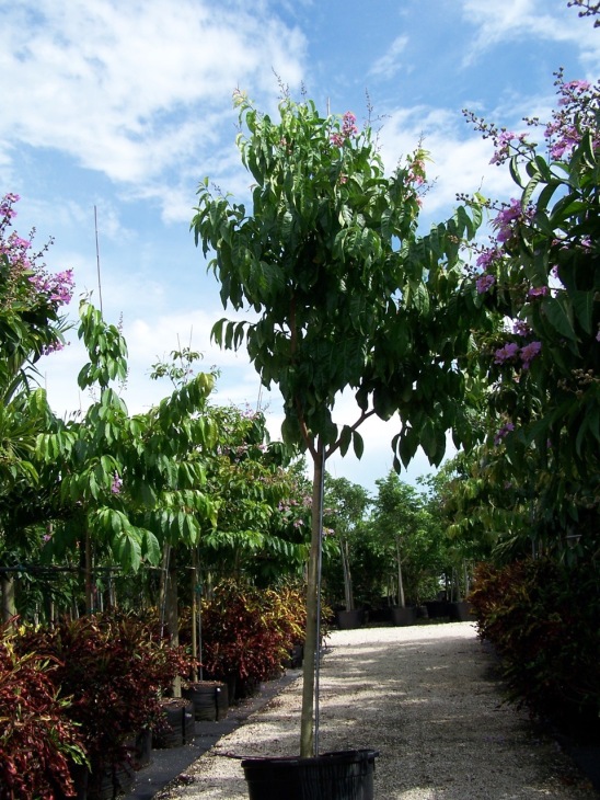 jual pohon bungur di Tangerang