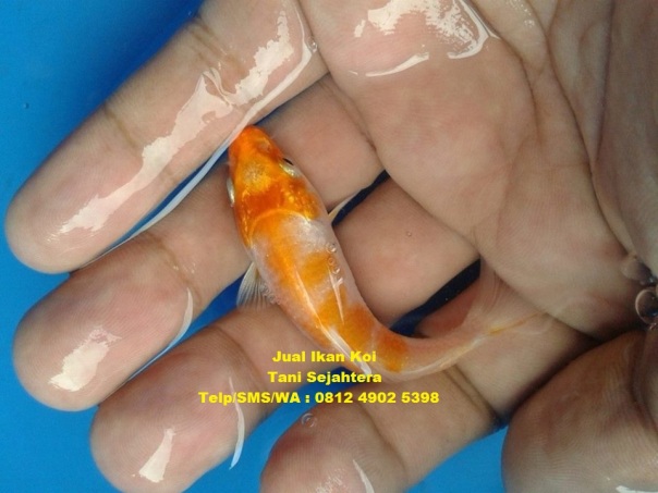 jual ikan koi Aceh Singkil