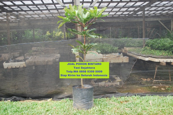 jual pohon bintaro di Sampit