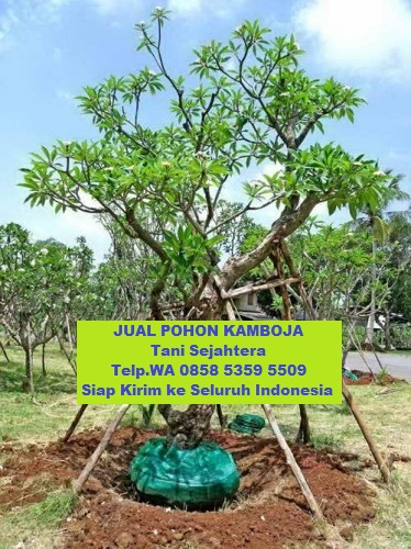 jual pohon kamboja di Tangerang